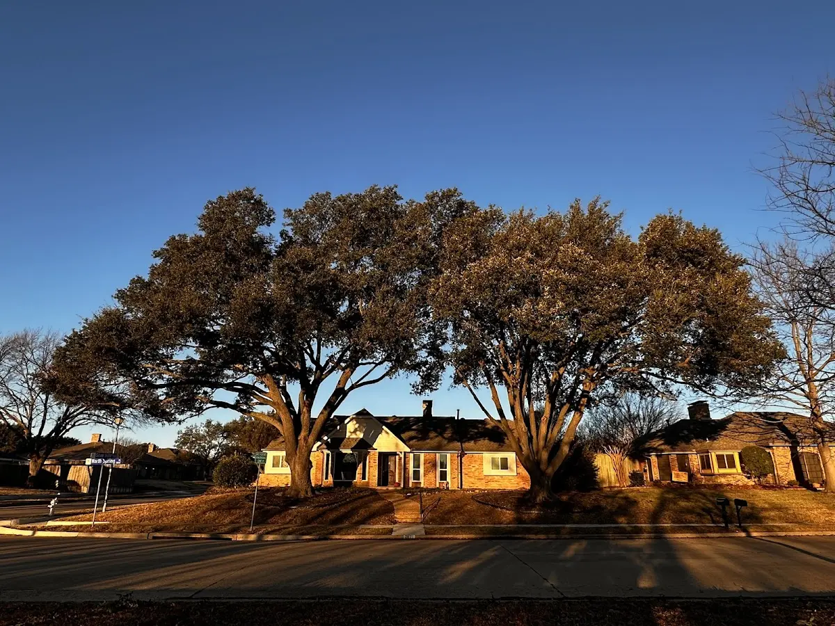 Established residential canopy tree shading a home in Big Lake